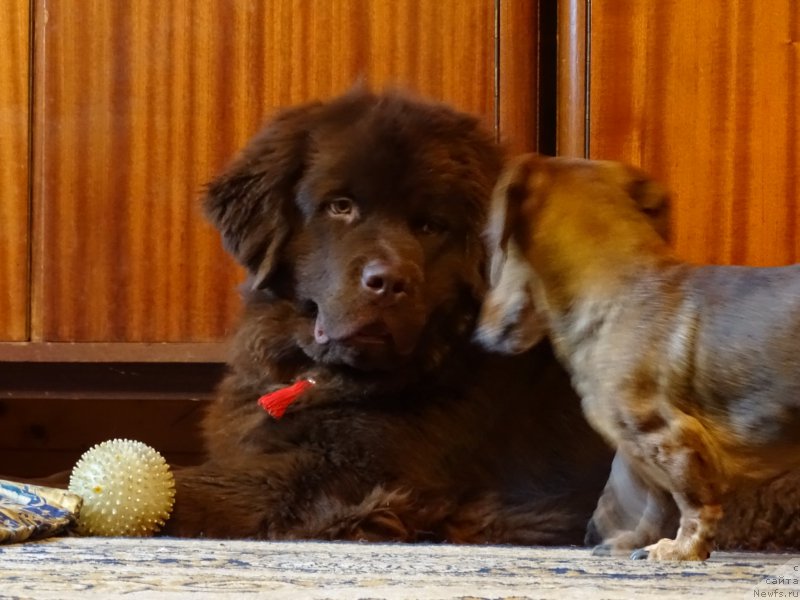 Фото: ньюфаундленд Nyesh Sollar Vind (Нэш Соллар Винд)