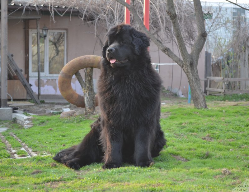 Фото: ньюфаундленд Talisman Morya Magiya Voln (Талисман Моря Магия Волн)
