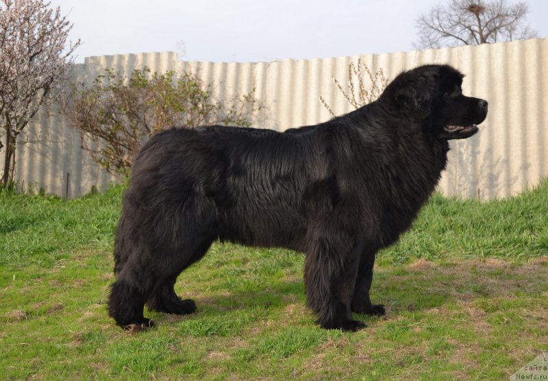 Фото: ньюфаундленд Talisman Morya Magiya Voln (Талисман Моря Магия Волн)