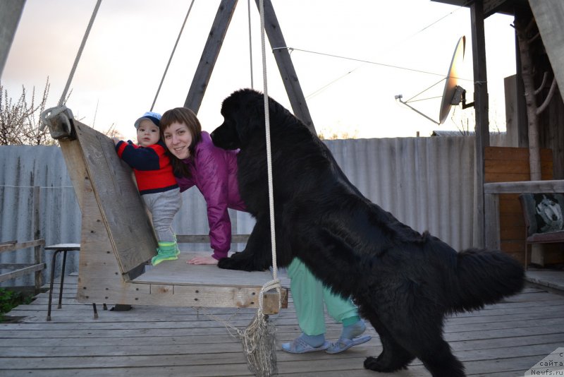 Фото: ньюфаундленд Talisman Morya Magiya Voln (Талисман Моря Магия Волн)