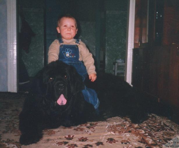 Фото: ньюфаундленд Carevich Imperii N'yuf ot Marleon Dusvik (Царевич Империи Ньюф от Марлеон Дусвик)