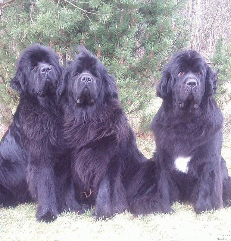 Фото: ньюфаундленд Belkonder-Club Dostuchat'sya Do Nebes (Белкондер-Клаб Достучаться До Небес), ньюфаундленд Tselogo Mira Malo iz Arkaima (Целого Мира Мало из Аркаима), ньюфаундленд Belkonder-Club Ugli-Boogli (Белкондер-Клаб Угли-Бугли)