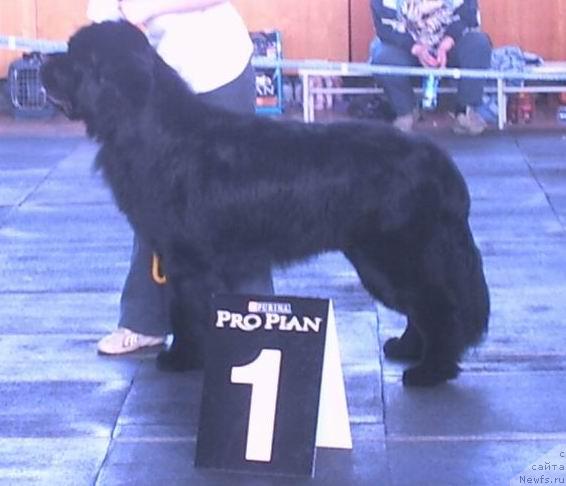 Фото: ньюфаундленд Carevich Imperii N'yuf ot Marleon Dusvik (Царевич Империи Ньюф от Марлеон Дусвик)