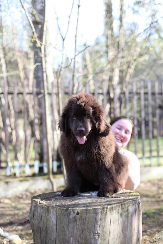 Фото: ньюфаундленд N'yufort Vasabi (Ньюфорт Васаби), Mariya SHigal' (Мария Шигаль)