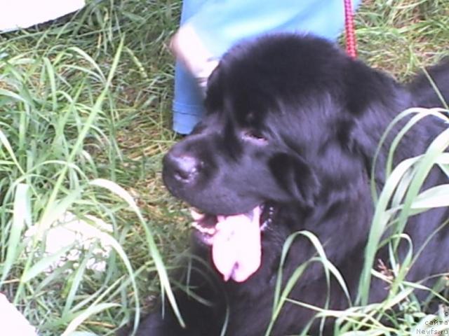 Фото: ньюфаундленд Carevich Imperii N'yuf ot Marleon Dusvik (Царевич Империи Ньюф от Марлеон Дусвик)