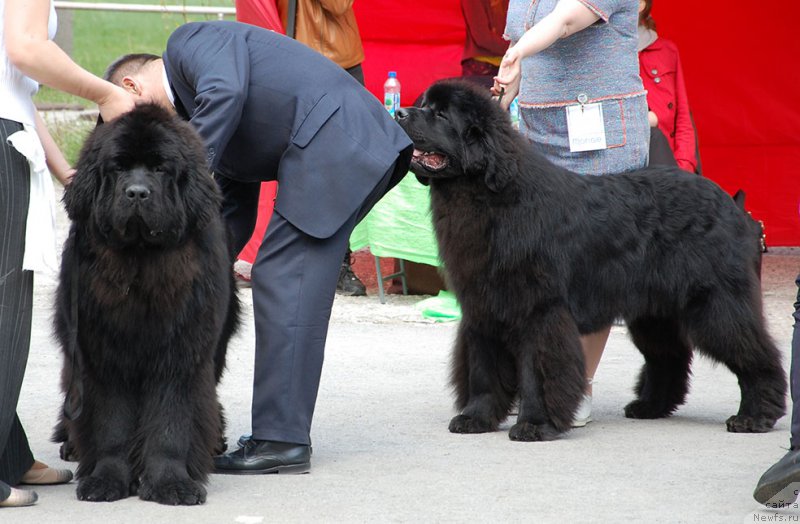 Фото: ньюфаундленд J'aime Leventarrier iz Volotova, ньюфаундленд Aquatoriya Kelvin Yurals Great (Акватория Келвин Юралз Грэйт)