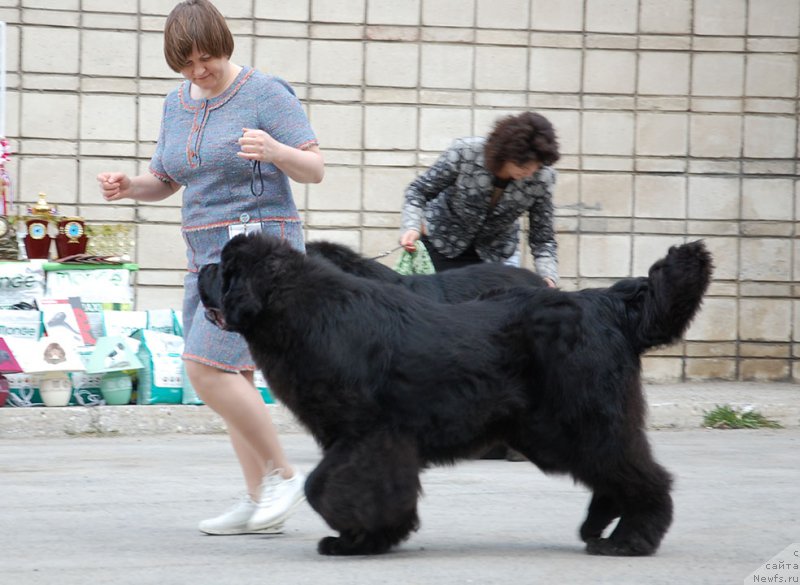 Фото: ньюфаундленд Aquatoriya Kelvin Yurals Great (Акватория Келвин Юралз Грэйт)