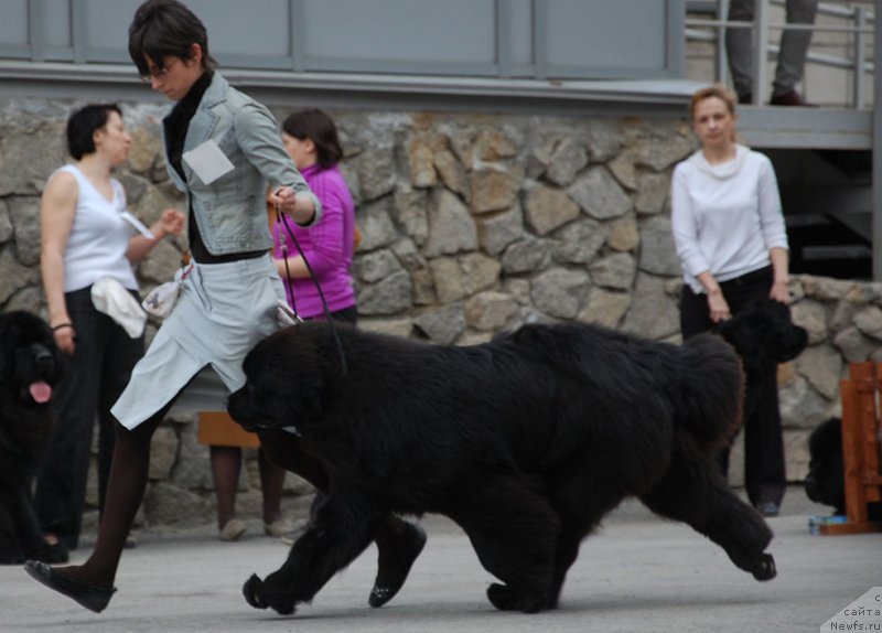 Фото: ньюфаундленд Aquatoriya Kelvin Avanturist (Акватория Келвин Авантюрист)