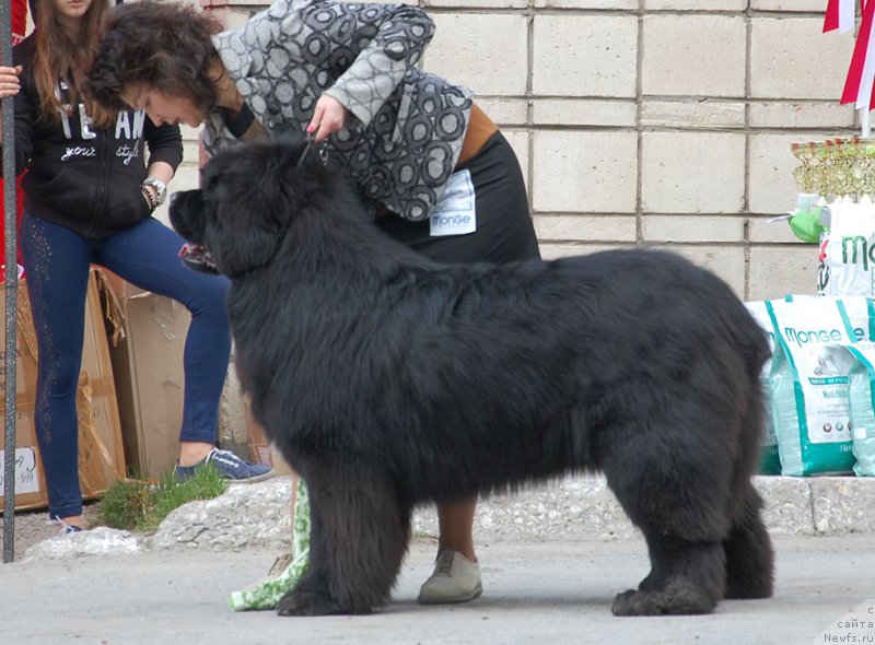 Фото: ньюфаундленд Super Premium Ron (Супер Премиум Рон)