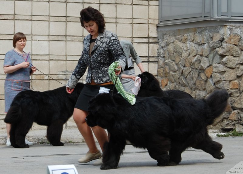 Фото: ньюфаундленд Super Premium Ron (Супер Премиум Рон)