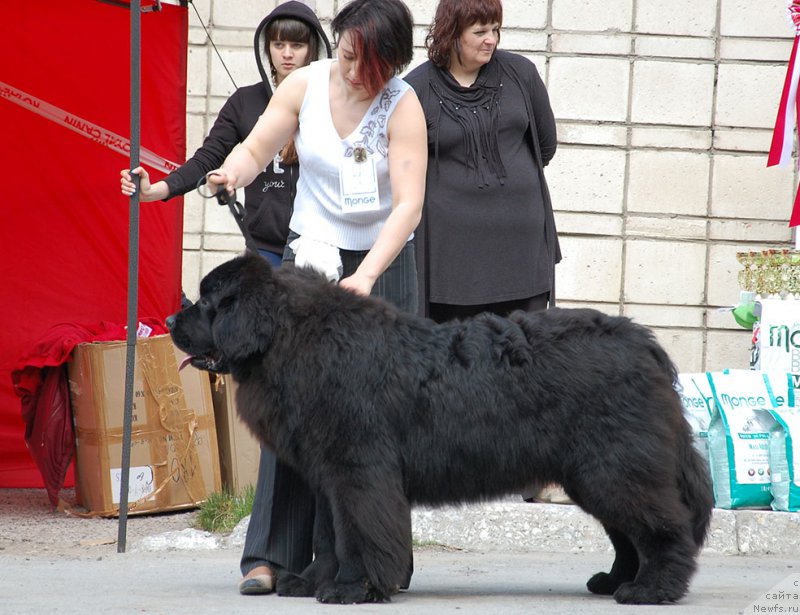 Фото: ньюфаундленд J'aime Leventarrier iz Volotova