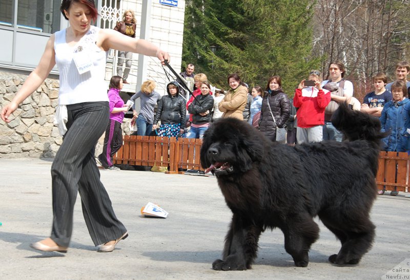 Фото: ньюфаундленд J'aime Leventarrier iz Volotova