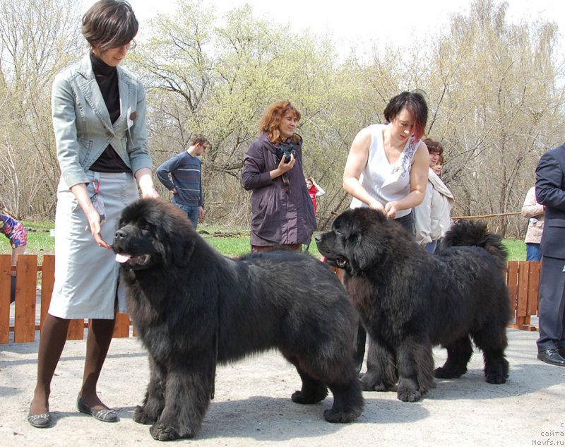 Фото: ньюфаундленд Aquatoriya Kelvin Avanturist (Акватория Келвин Авантюрист)