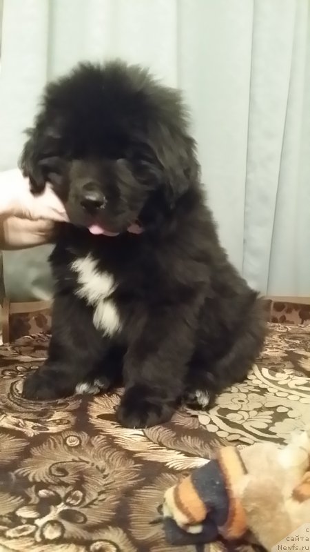 Фото: ньюфаундленд Lankaster (Ланкастер)