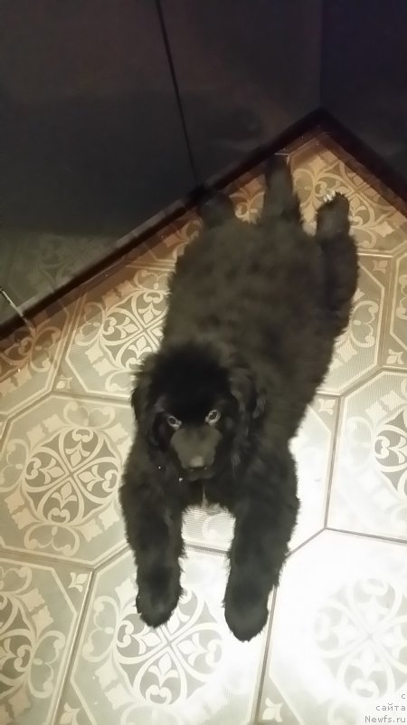 Фото: ньюфаундленд Lankaster (Ланкастер)