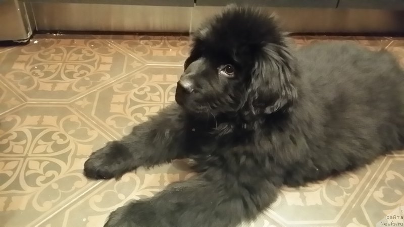 Фото: ньюфаундленд Lankaster (Ланкастер)