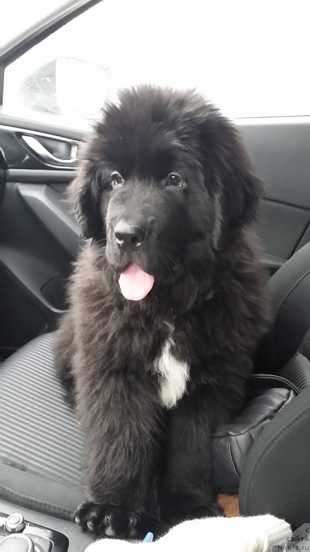 Фото: ньюфаундленд Lankaster (Ланкастер)