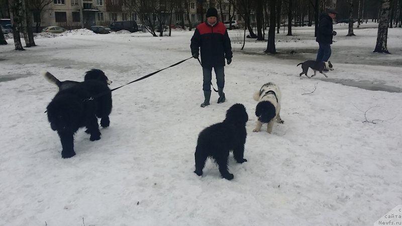 Фото: ньюфаундленд Lankaster (Ланкастер), ньюфаундленд Emir Eldorado is Antagrada (Эмир Эльдорадо из Антаграда), ньюфаундленд Amrita ot Karel'skih Medvedey (Амрита от Карельских Медведей)