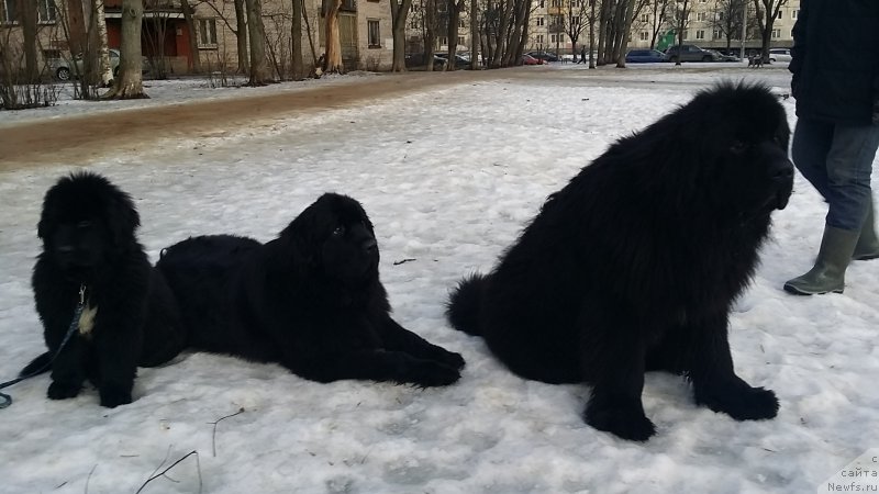 Фото: ньюфаундленд Lankaster (Ланкастер), ньюфаундленд Emir Eldorado is Antagrada (Эмир Эльдорадо из Антаграда), ньюфаундленд Silver Pearls Ocean Of Faith (Силвер Пеарлс Осеан Оф Фаитх)