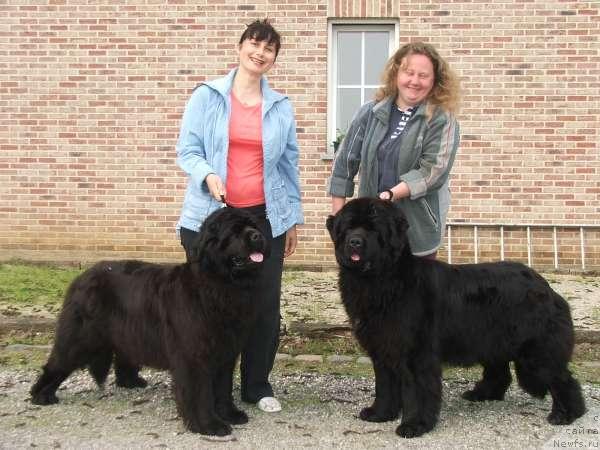 Фото: ньюфаундленд Greyzi (Грейзи)