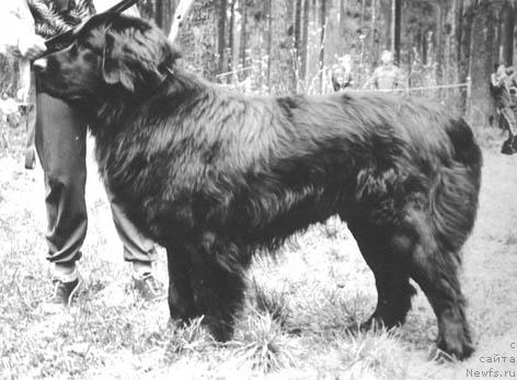 Фото: ньюфаундленд O Dendi SHarita (О Денди Шарита)