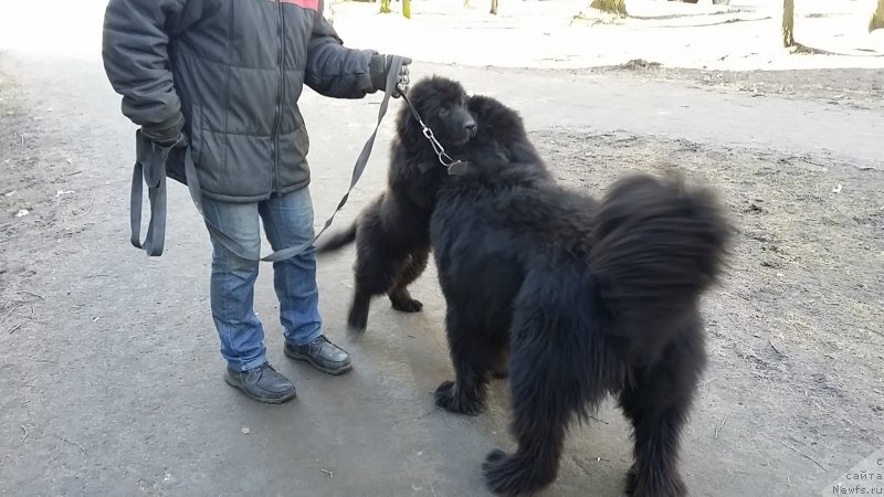 Фото: ньюфаундленд Lankaster (Ланкастер), ньюфаундленд Emir Eldorado is Antagrada (Эмир Эльдорадо из Антаграда)