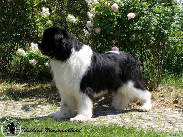 Фотография № 181005