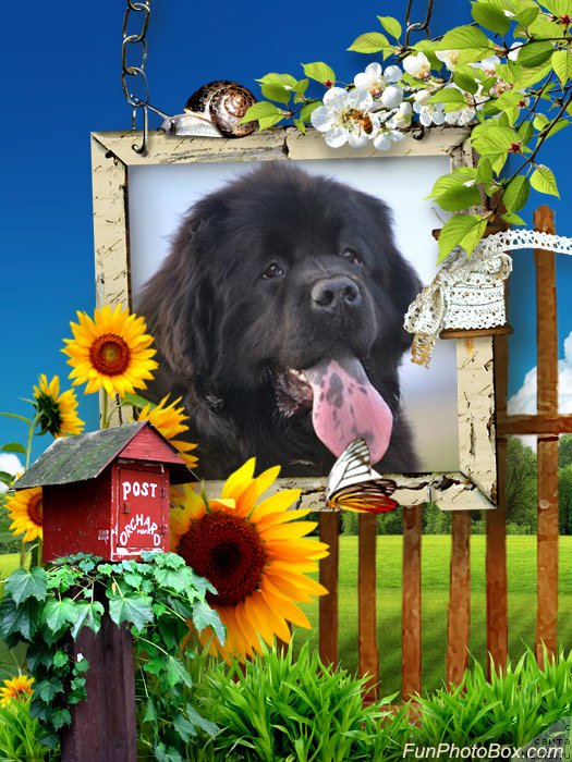 Фото: ньюфаундленд Mnogolikaya Boginya Manifik (Многоликая Богиня Манифик)