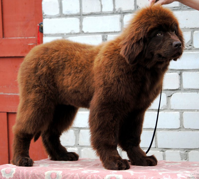 Фото: ньюфаундленд Moya Stihiya Karamel' v SHokolade (Моя Стихия Карамель в Шоколаде)