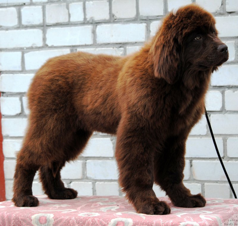 Фото: ньюфаундленд Moya Stihiya Karamel' v SHokolade (Моя Стихия Карамель в Шоколаде)