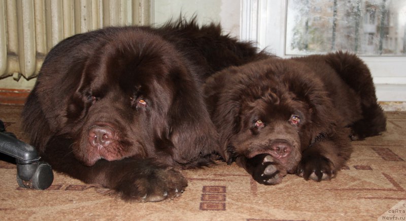 Фото: ньюфаундленд Obush SHed YAntarnyiy Poceluy (Обуш Шед Янтарный Поцелуй), ньюфаундленд N'yufort Vashe Velichestvo Brabus (Ньюфорт Ваше Величество Брабус)