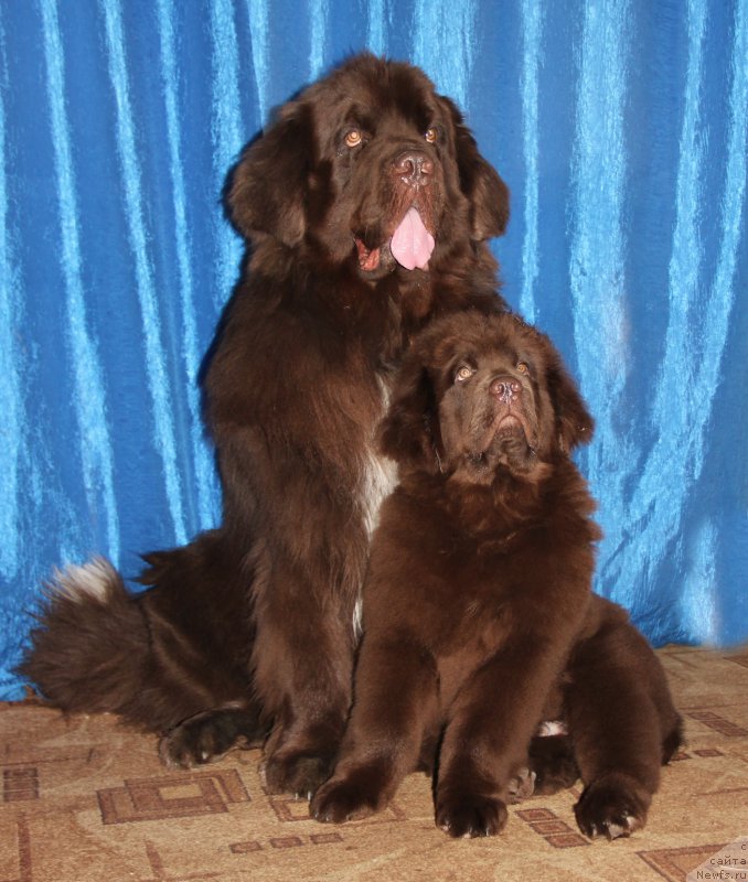Фото: ньюфаундленд Obush SHed YAntarnyiy Poceluy (Обуш Шед Янтарный Поцелуй), ньюфаундленд N'yufort Vashe Velichestvo Brabus (Ньюфорт Ваше Величество Брабус)