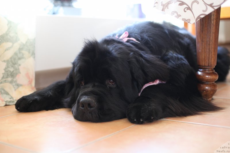 Фото: ньюфаундленд Restayling From SHipmyen (Рестайлинг Фром Шипмэн)