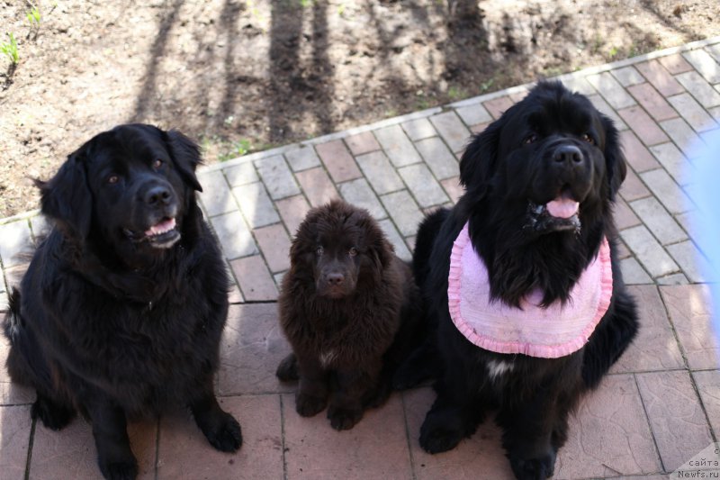 Фото: ньюфаундленд Bonni Flayt (Бонни Флайт), ньюфаундленд Restayling From SHipmyen (Рестайлинг Фром Шипмэн), ньюфаундленд N'yufort Vasabi (Ньюфорт Васаби)