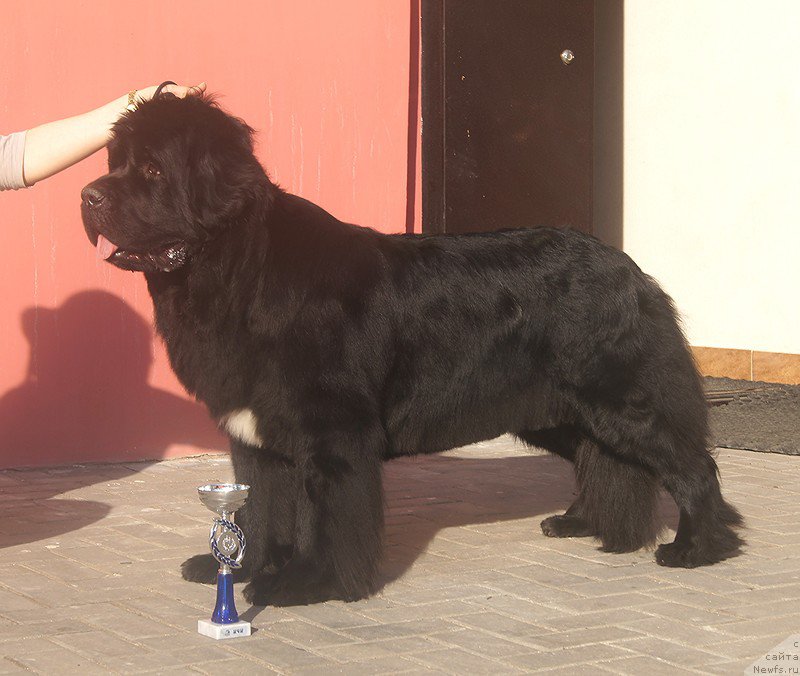 Фото: ньюфаундленд Belkonder-Club Ugli-Boogli (Белкондер-Клаб Угли-Бугли)