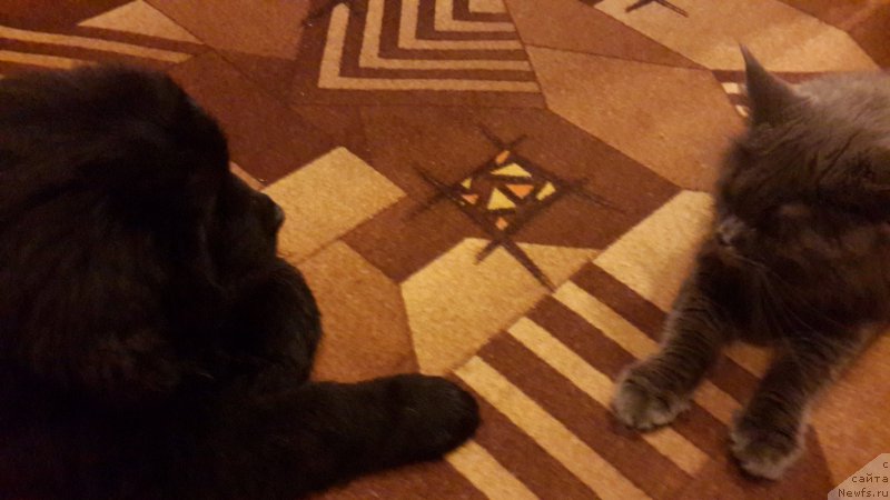 Фото: ньюфаундленд CHernyiy Balu Elisey (Черный Балу Елисей)