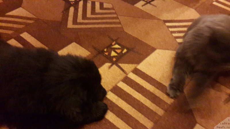 Фото: ньюфаундленд CHernyiy Balu Elisey (Черный Балу Елисей)