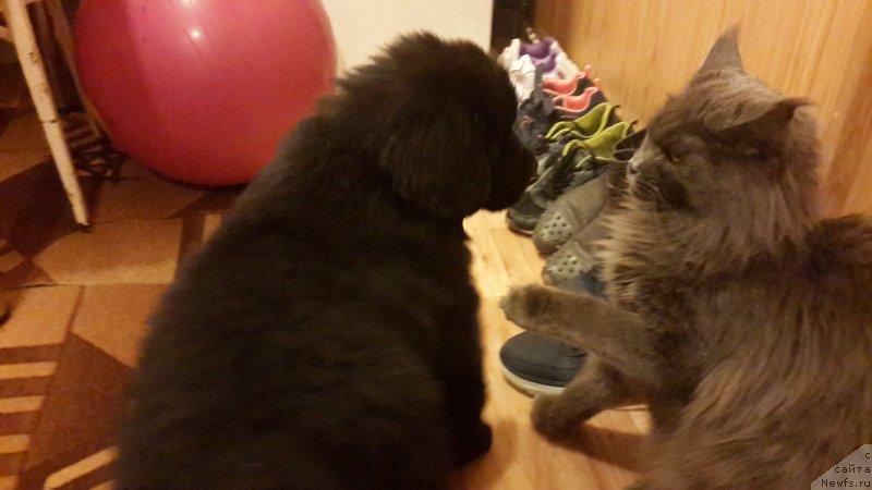 Фото: ньюфаундленд CHernyiy Balu Elisey (Черный Балу Елисей)