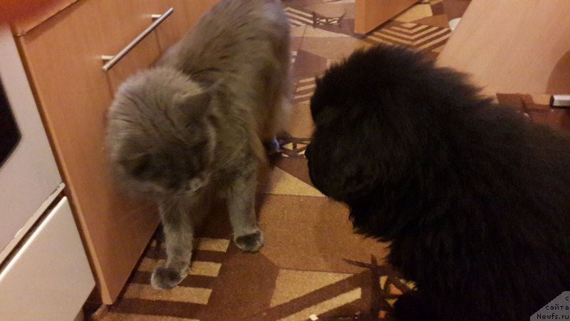 Фото: ньюфаундленд CHernyiy Balu Elisey (Черный Балу Елисей)