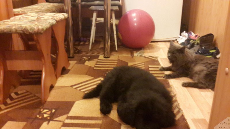 Фото: ньюфаундленд CHernyiy Balu Elisey (Черный Балу Елисей)