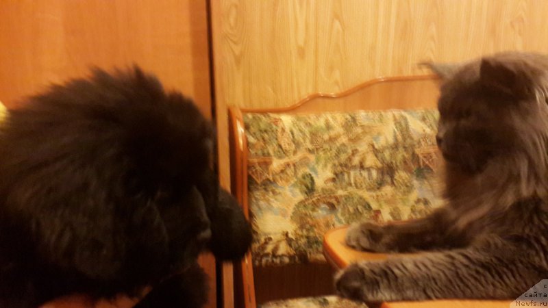 Фото: ньюфаундленд CHernyiy Balu Elisey (Черный Балу Елисей)