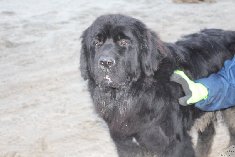 Фото: ньюфаундленд Brigantina Glori Okean (Бригантина Глори Океан)