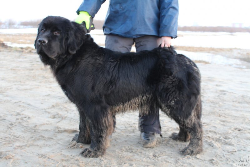 Фото: ньюфаундленд Brigantina Glori Okean (Бригантина Глори Океан)