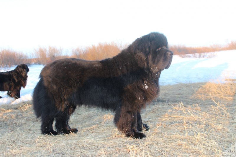 Фото: ньюфаундленд Beguschaya po Volnam Zero Kool (Бегущая по Волнам Зеро Коол)