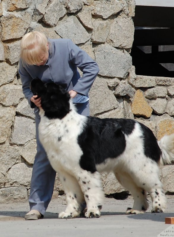 Фото: ньюфаундленд Mag Ispolin Onega (Маг Исполин Онега)
