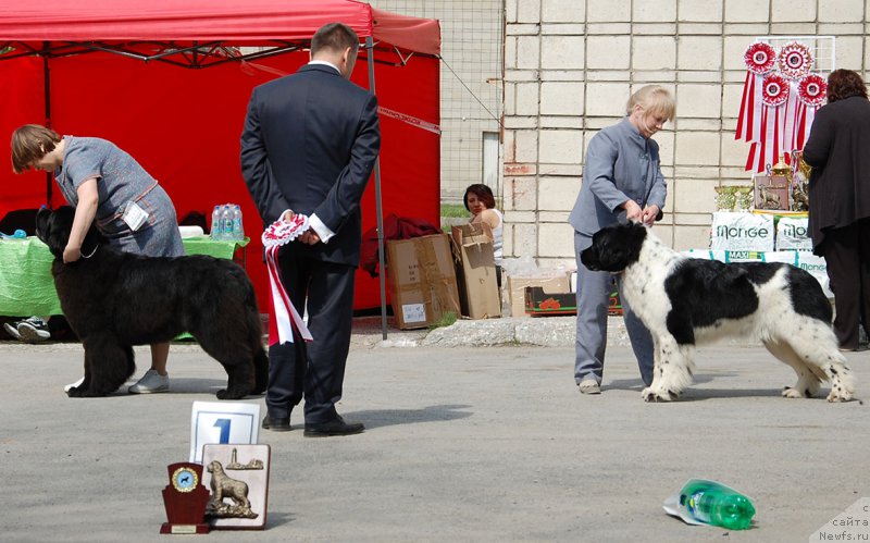 Фото: ньюфаундленд Mag Ispolin Onega (Маг Исполин Онега)