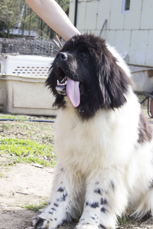 Фото: ньюфаундленд Super Bizon Malina (Супер Бизон Малина)