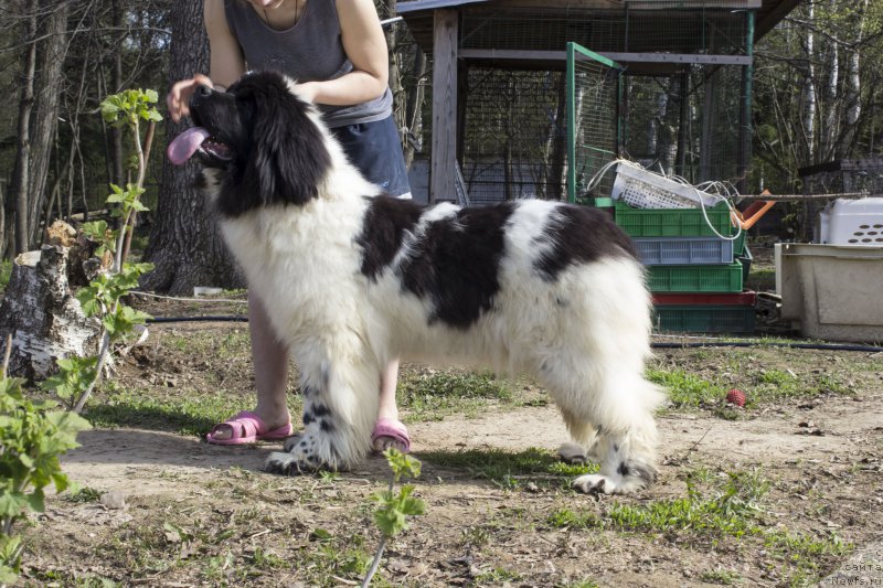 Фото: ньюфаундленд Super Bizon Malina (Супер Бизон Малина)