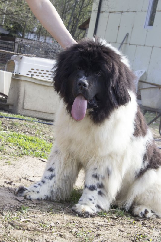 Фото: ньюфаундленд Super Bizon Malina (Супер Бизон Малина)