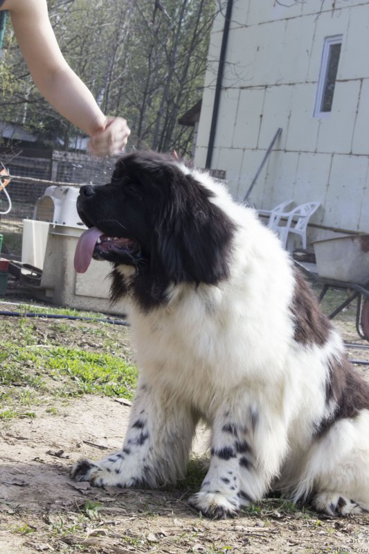 Фото: ньюфаундленд Super Bizon Malina (Супер Бизон Малина)